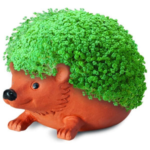 Chia Pet Hedgehog