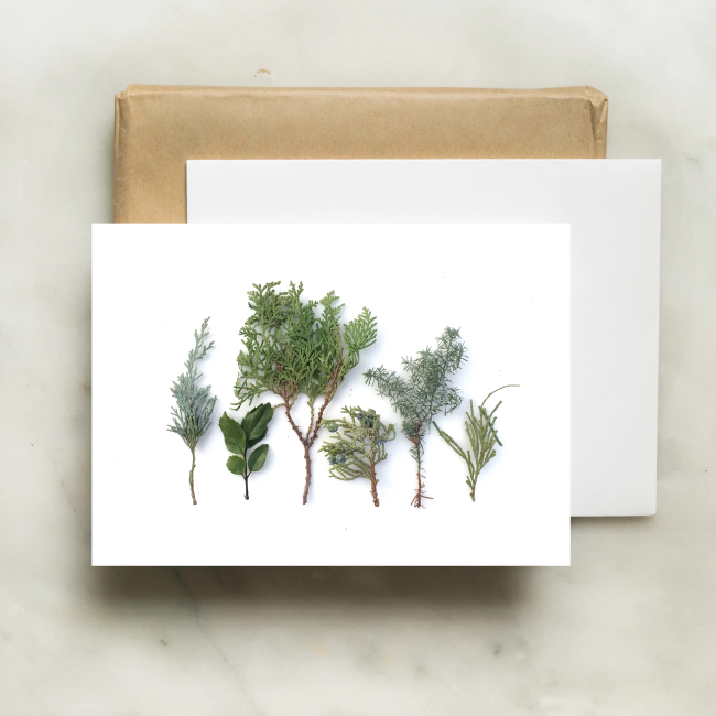 bottle branch botanical card - tiny evergreens