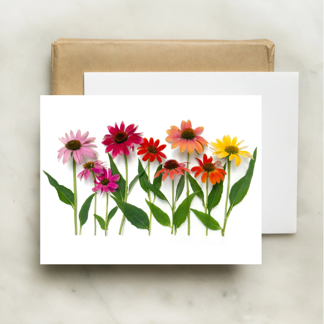 bottle branch botanical card - coneflowers