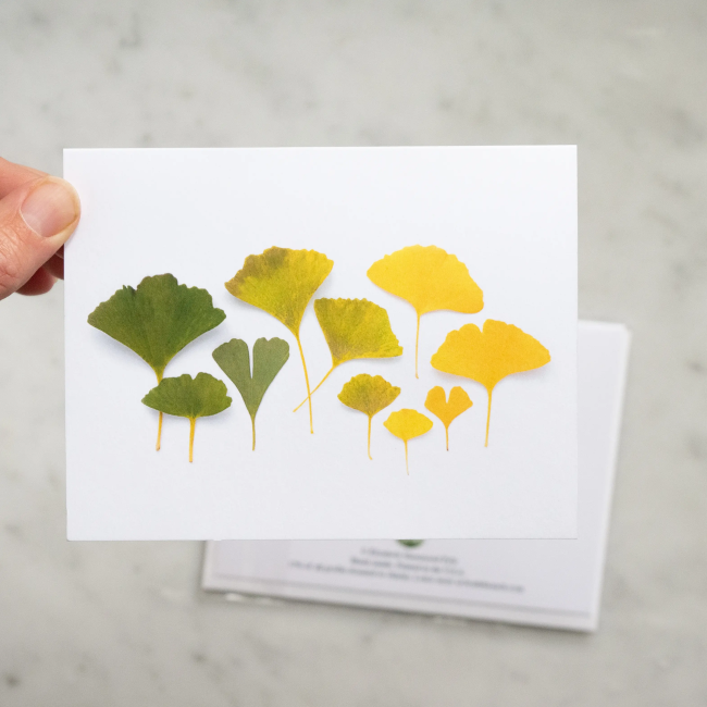 bottle branch botanical card - ginkgo leaf ombre