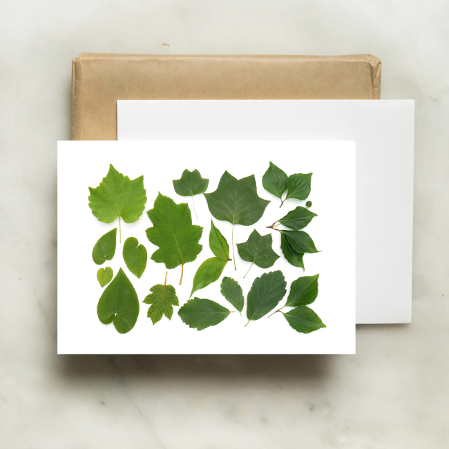 bottle branch botanical card - green leaves of summer 2